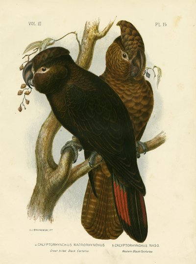 Great-Billed Black Cockatoo, 1891 by Gracius Broinowski